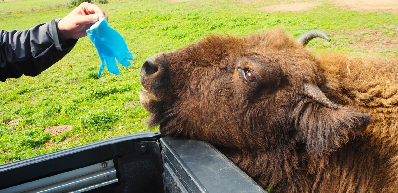 A new SNP panel for the old problems of a conservation icon: truly applied conservation genetics for the European bison