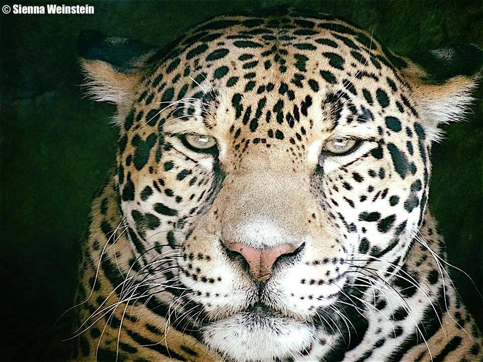 Hello! My name is Sienna