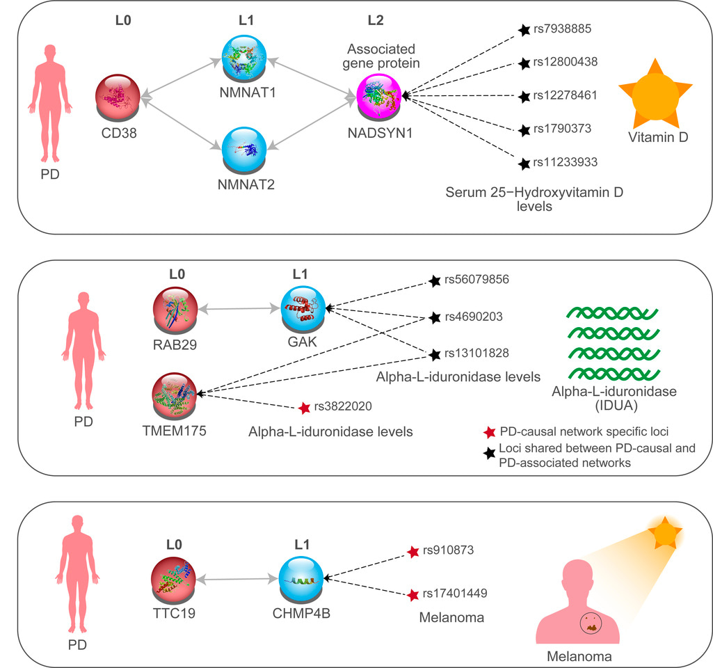 Mechanistic insights into the association between Parkinson's disease and non-motor features
