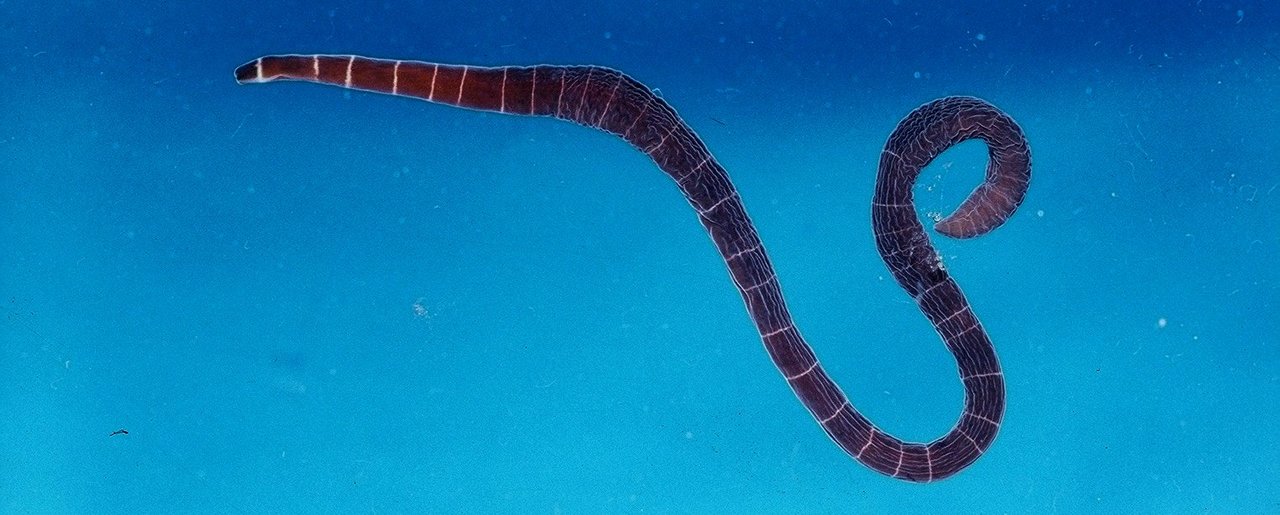An unexpected adventure with two “mushi” (worm) genomes
