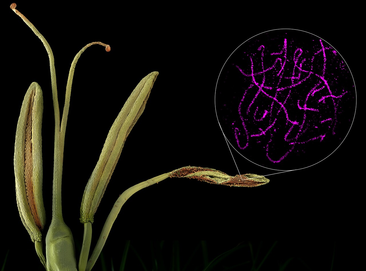 Meiotic Recombination in Holocentric Plants