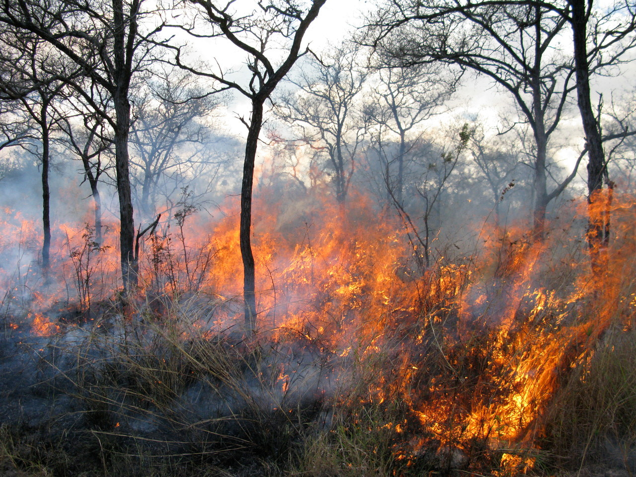 Frequent burning alters soil carbon and nutrients
