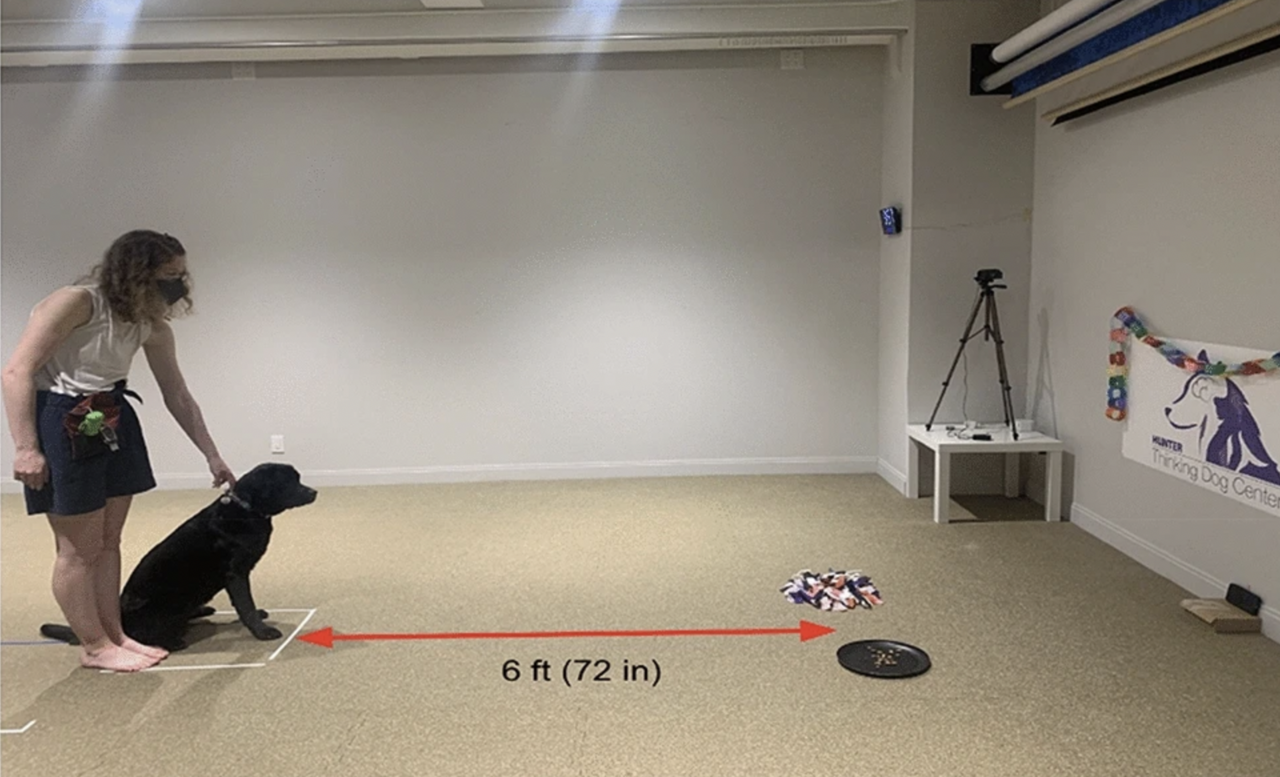 Pet dogs are willing to work for food, but do not show a preference