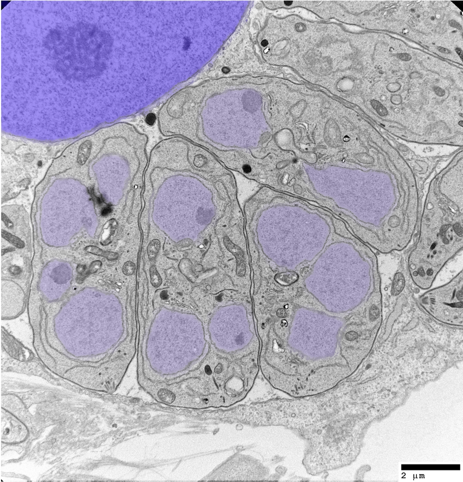 It takes two factors to tango into the merozoite world.