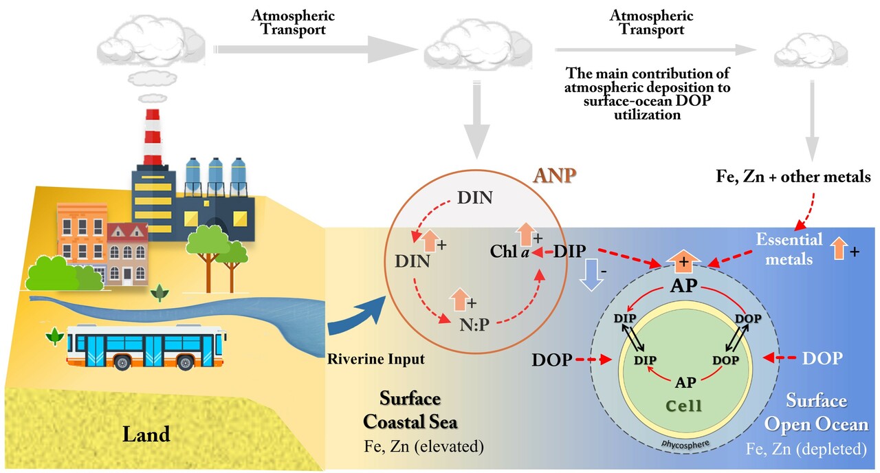 The role of the 'Anthropogenic Nitrogen Pump' in coastal seas