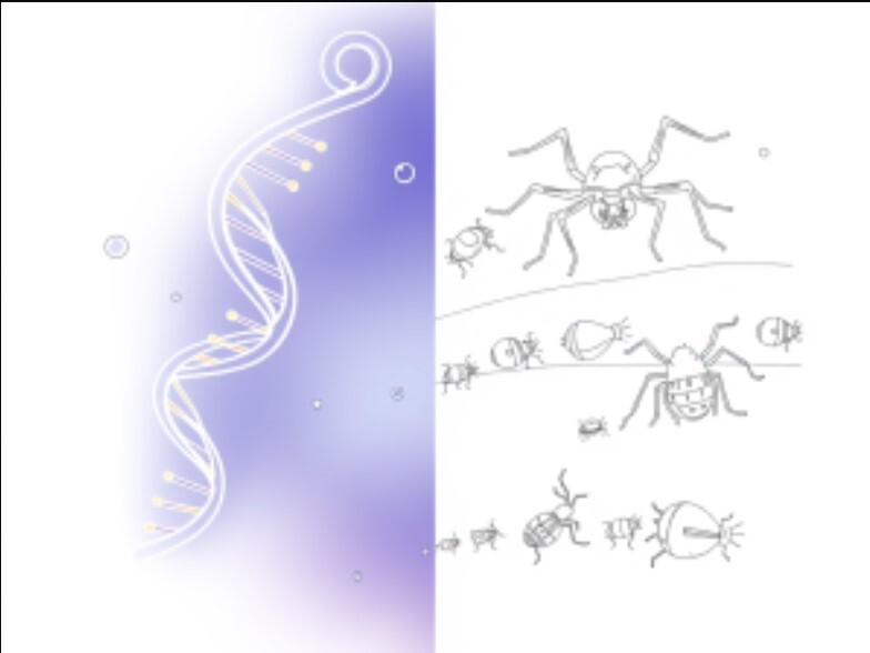 Shaping the pace-of-life: what is the role of development in evolution?