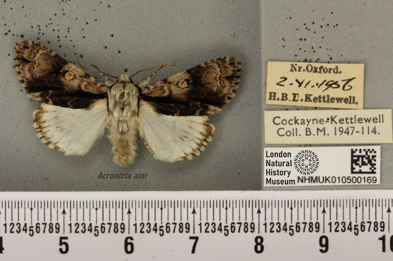 A century-old hypothesis on animal colouration gets confirmed from digitised museum collections