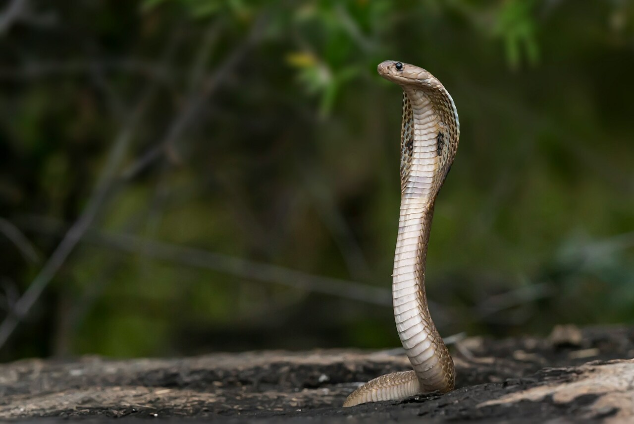 A curious mind leads to snake conservation.