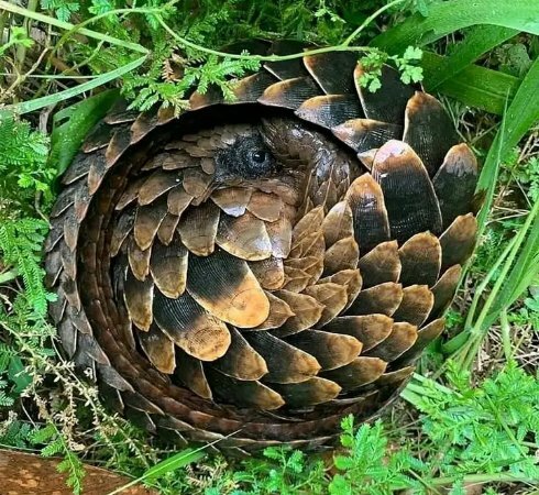 Hello, I'm Odey Faith 