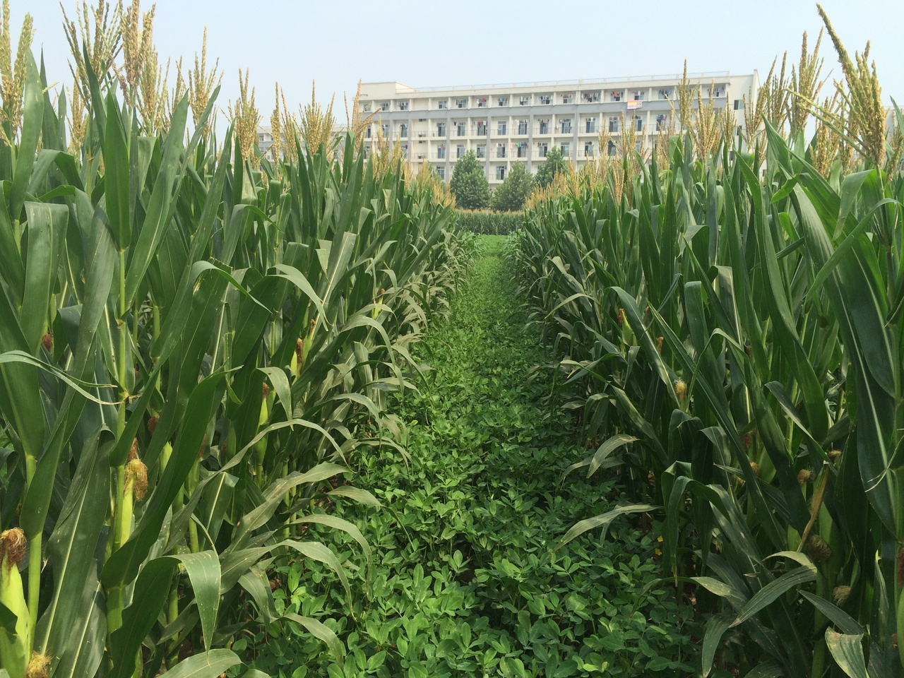 How the rhizosphere microbiome can sustainably improve nutrient efficiency and productivity in intercropping