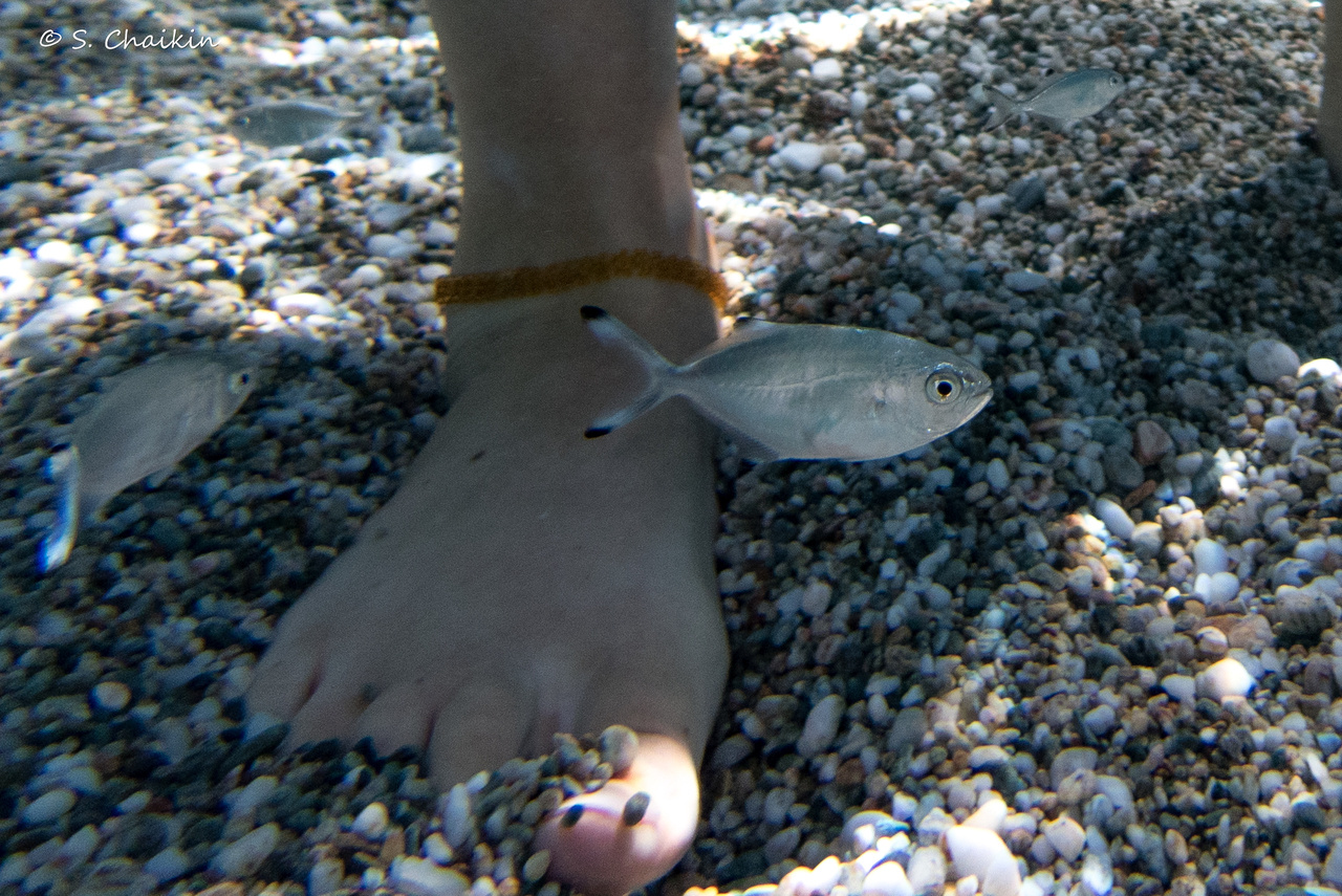 Should I stay or should I go? Rapid poleward range shifters are winning