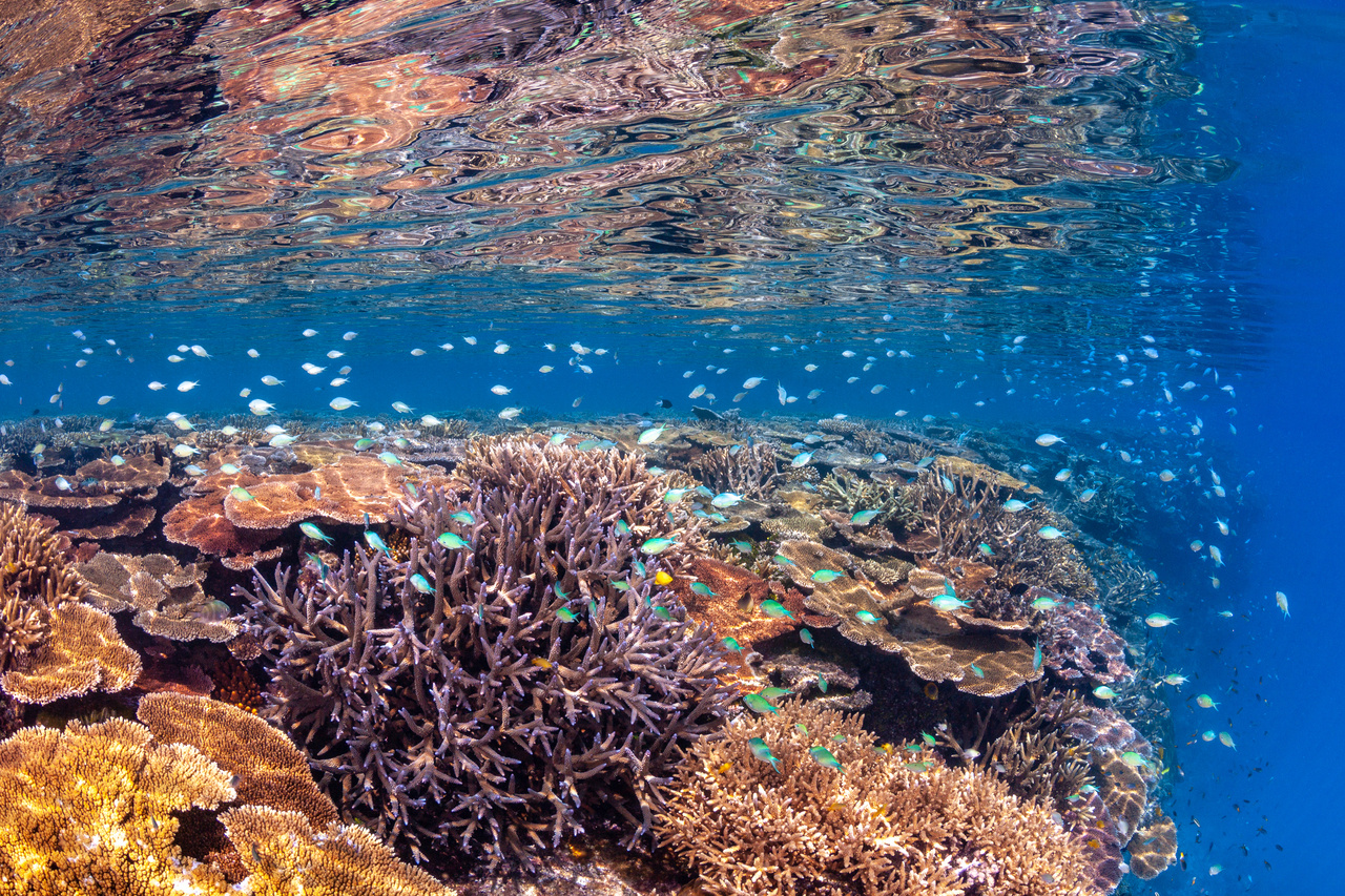 Does more coral necessarily equate to more fish?