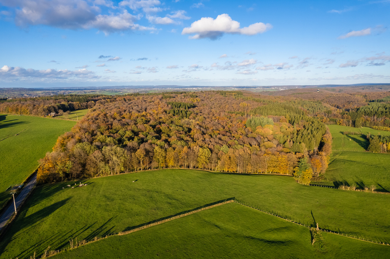 Ecosystem service delivery of forest edges and interiors