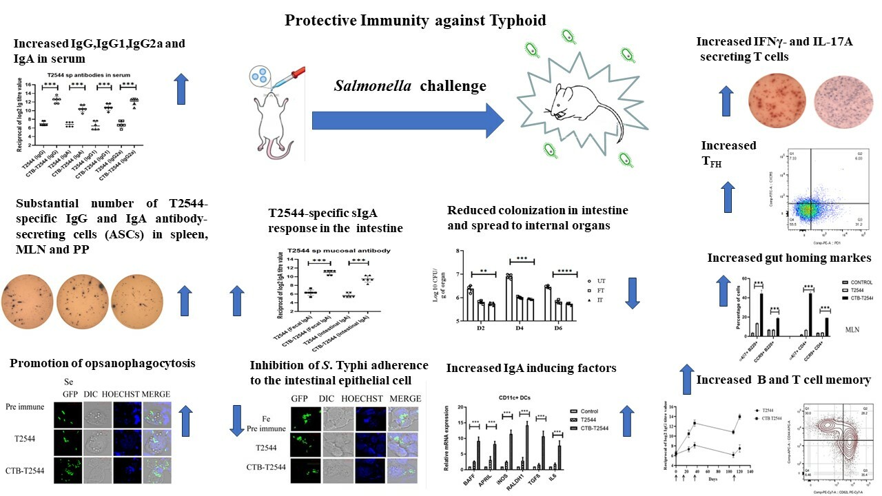 An intranasally administered chimeric protein antigen, rCTB-T2544, orchestrates the generation of extended milieu of protective antibodies and T cell responses in the intestine, fortifying anti-typhoidal immunity in mice.