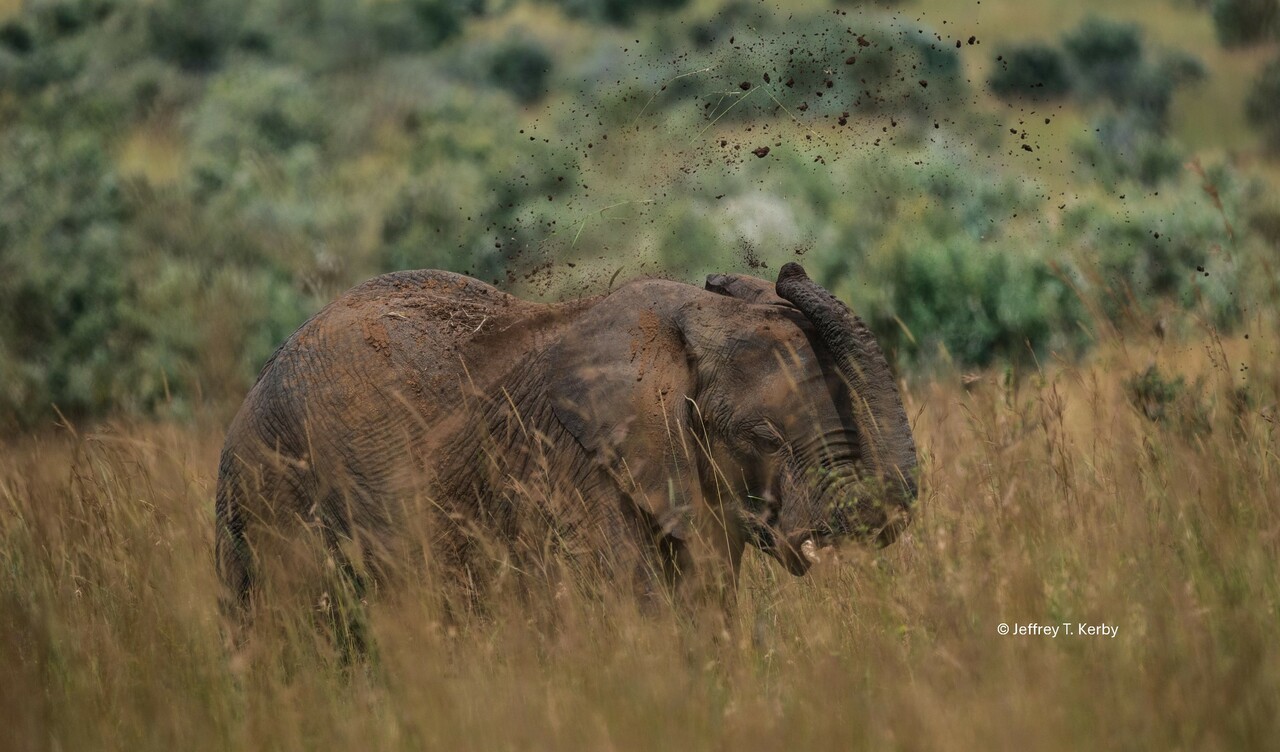 Megafauna, mega-impact: how wild large herbivores shape ecosystems across the globe.