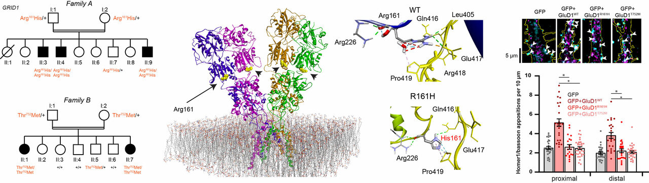 GRID1/GluD1 homozygous variants linked to intellectual disability and spastic paraplegia impair mGlu1/5 receptor signaling and excitatory synapses