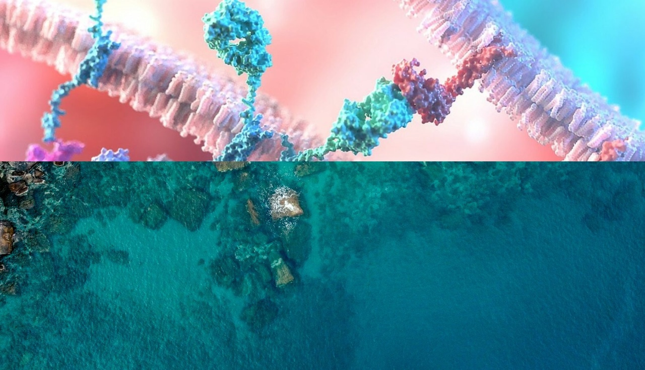 Understanding biological membranes by the Greek sea