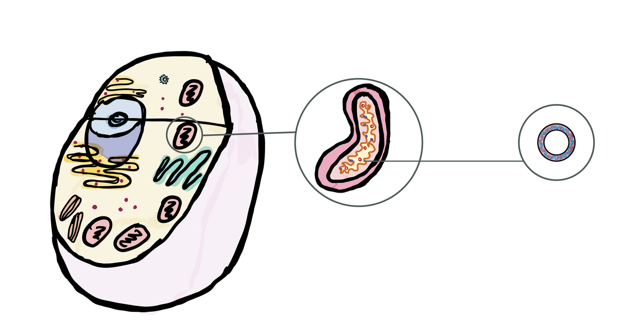 Mitochondria: The powerhouse of somatic mutation