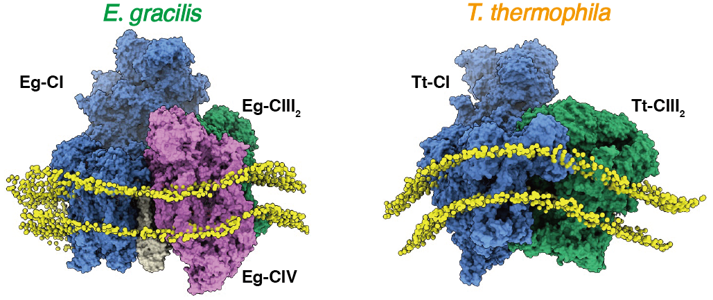 Another Piece Added to the Structure Universe of Electron Transport Chain