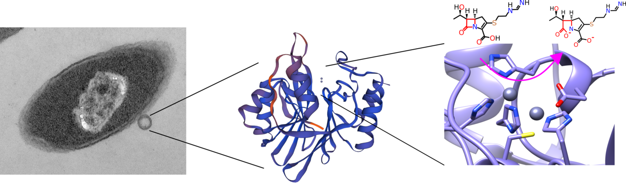 Potential membrane-tethered Metallo-β-lactamase isolated from emerging pathogen, C. indologenes.