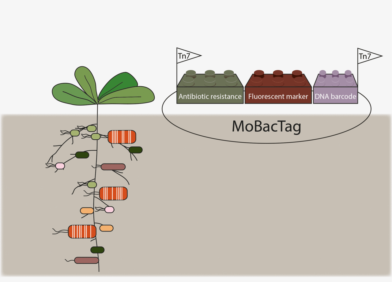 Modular Bacterial Tag: a versatile bacterial tag for tracking of near-isogenic bacteria in plant microbiota