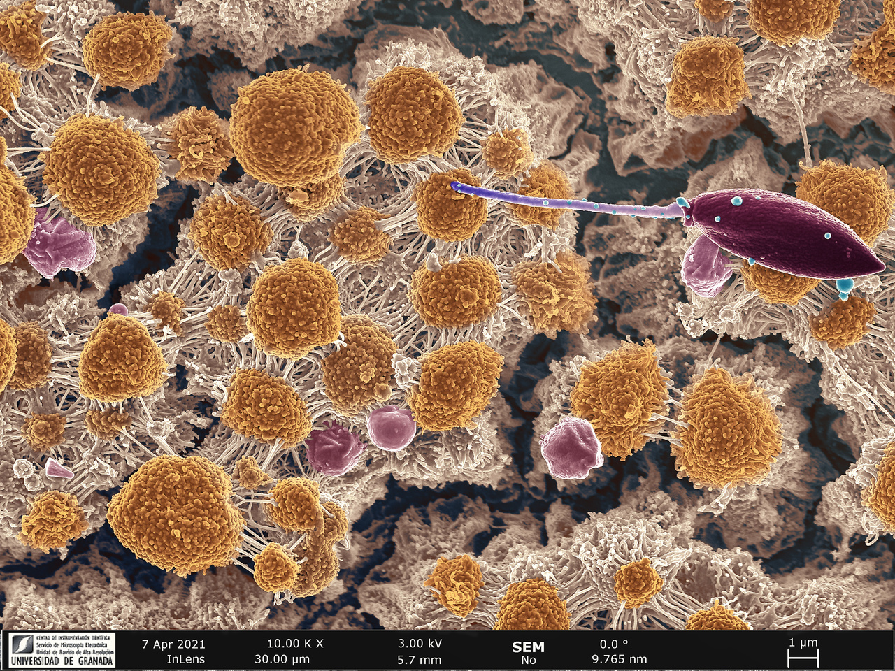 Parasite life cycle innovations to invade and persist within honeybee hosts.