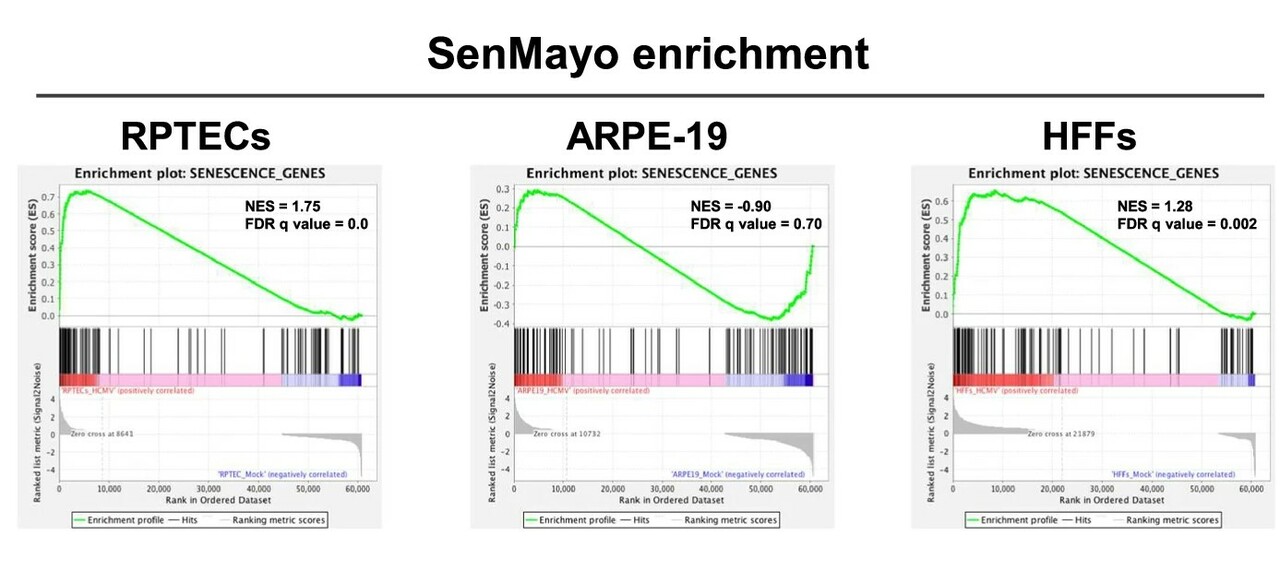 Human cytomegalovirus infection triggers a paracrine senescence loop in renal epithelial cells