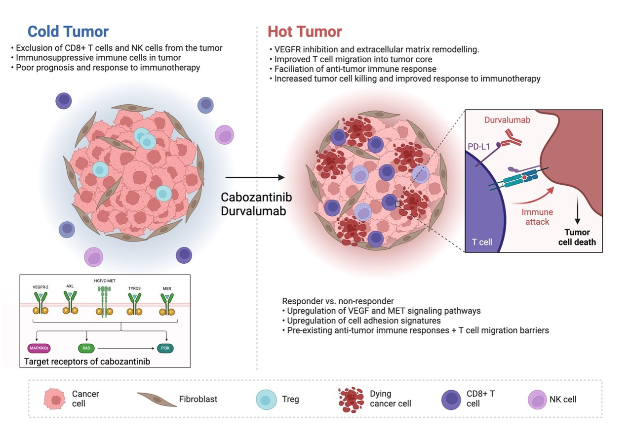 Clinical and biomarker results from a phase II trial of combined cabozantinib and durvalumab in patients with chemotherapy-refractory colorectal cancer (CRC): CAMILLA CRC cohort
