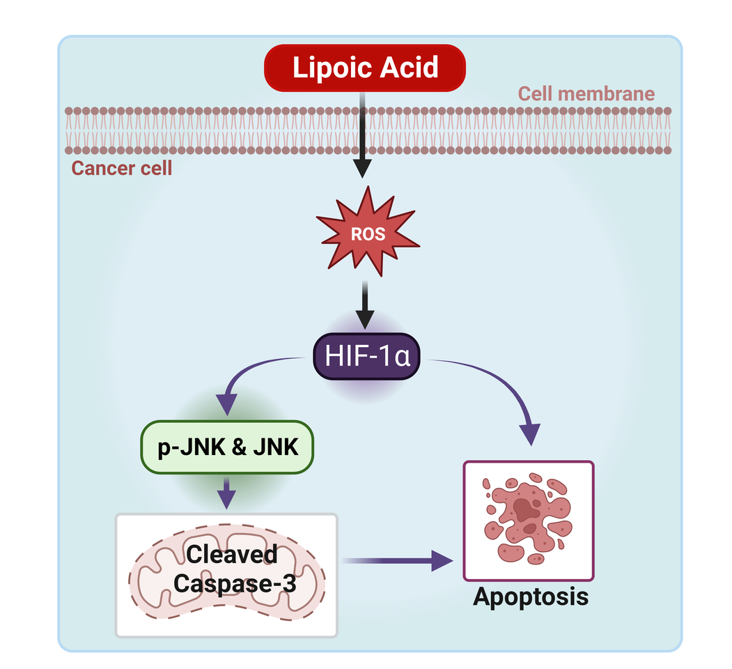 α-lipoic acid modulates prostate cancer cell growth and bone cell differentiation