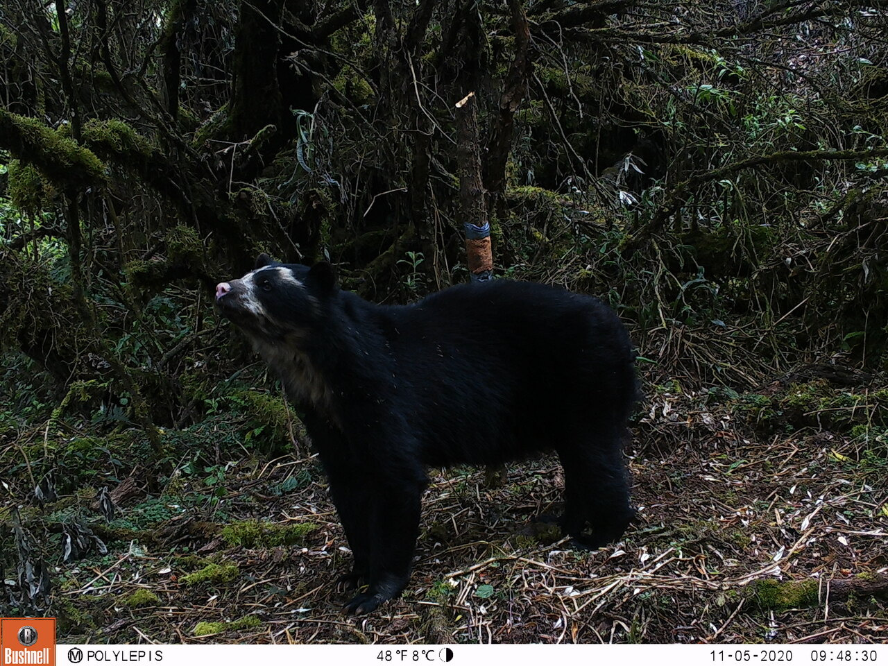 Decoding the Genetic Diversity of Andean Bears: A Path to Conservation   