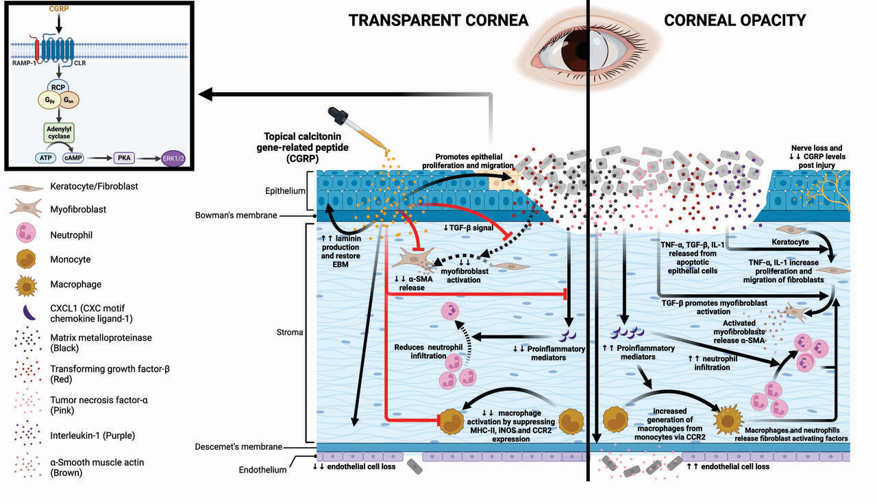 Topical application of calcitonin gene-related peptide as a regenerative, antifibrotic, and immunomodulatory therapy for corneal injury
