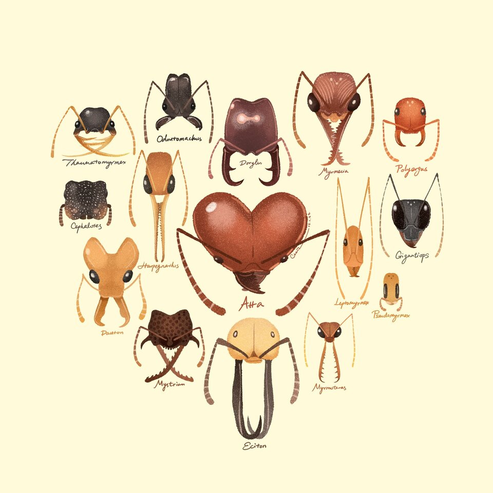 Non-native ants are breaking down biogeographic boundaries and homogenizing community assemblages