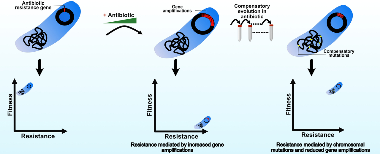A stepping stone towards stable antibiotic resistance
