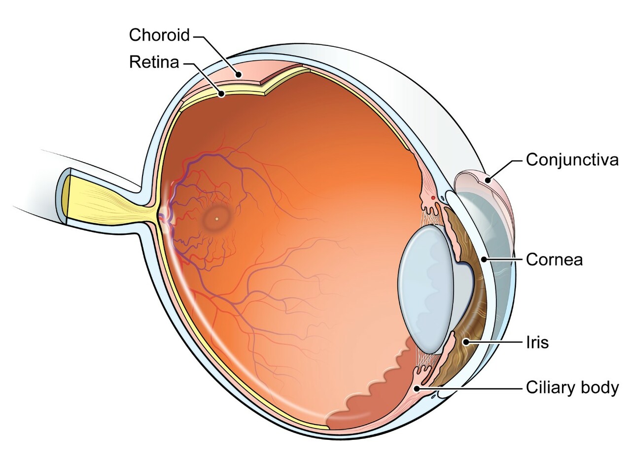 Ambient ultraviolet radiation and ocular melanoma incidence in the United States, 2000−2019