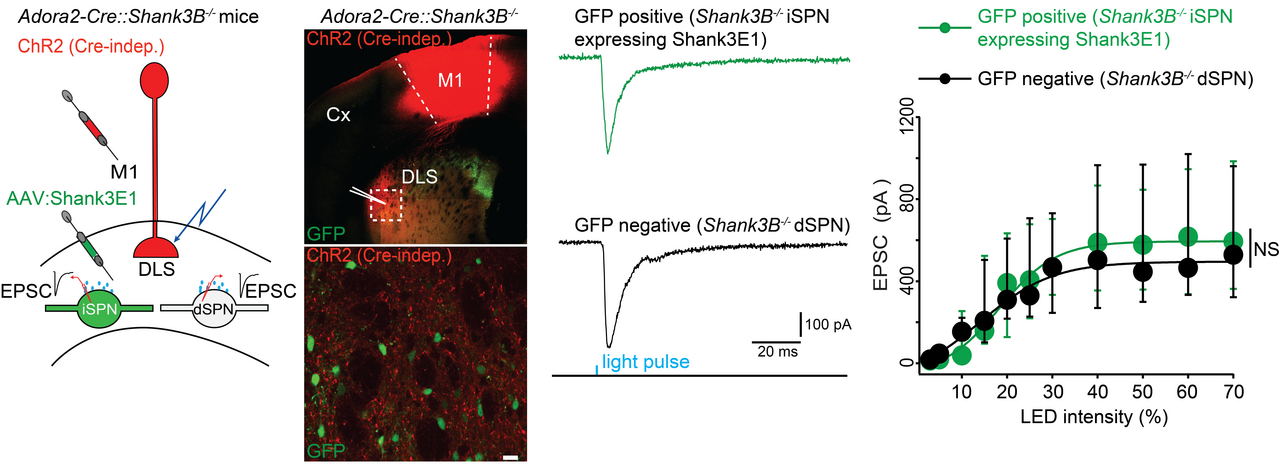 Neuron type-specific proteomics reveals distinct Shank3 proteoforms in iSPNs and dSPNs lead to striatal synaptopathy in Shank3B–/– mice
