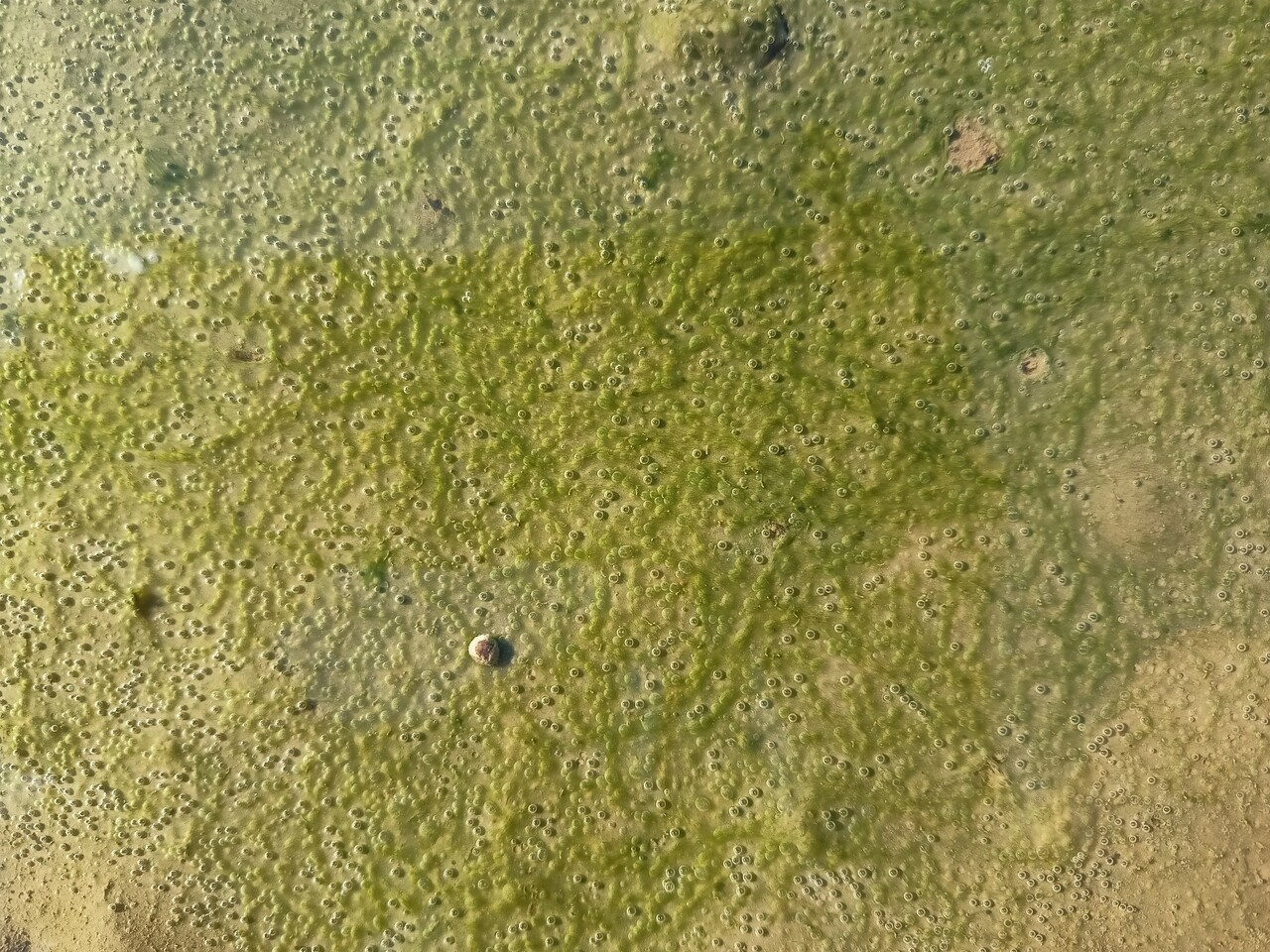 The speciation continuum below your feet