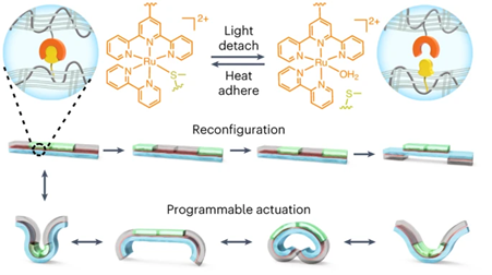 Reconfiguring and Programming Hydrogel Assemblies with Photocontrolled Reversible Adhesives