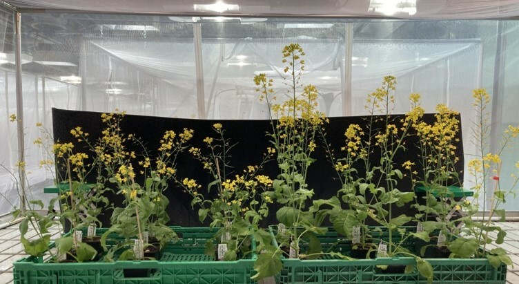 Bee-pollination promotes rapid divergent evolution in plants growing in different soils 