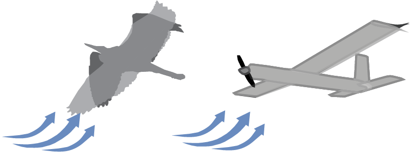 Tap, tap, tap: three is plenty for windy flight