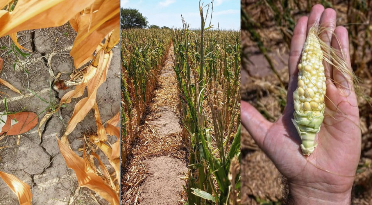 The prevalent life cycle of agricultural flash droughts