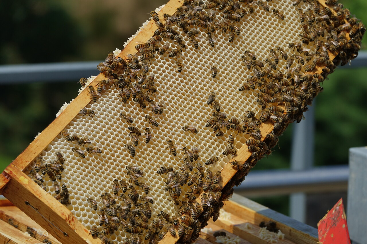 Destroying the Destroyer: Is RNAi technology effective in destroying Varroa destructor infestation of the western honey bee? 