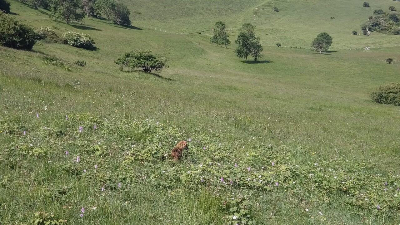 Tick-tock, tick season strikes across Europe
