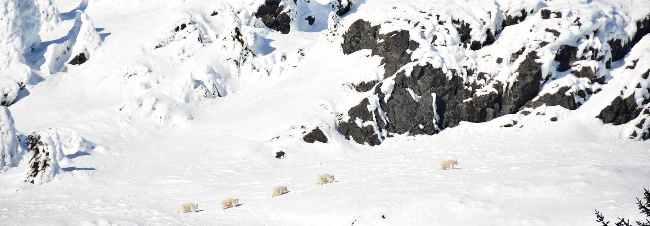 Mountain wildlife and the costs of living dangerously