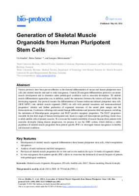 Generation of Skeletal Muscle Organoids from Human Pluripotent Stem Cells