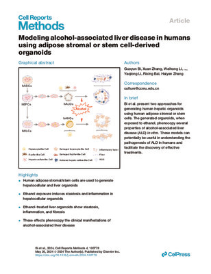 Modeling alcohol-associated liver disease in humans using adipose stromal or stem cell-derived organoids
