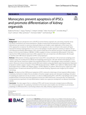 Monocytes prevent apoptosis of iPSCs and promote differentiation of kidney organoids