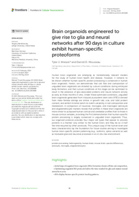 Brain organoids engineered to give rise to glia and neural networks after 90 days in culture exhibit human-specific proteoforms