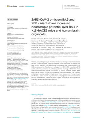 SARS-CoV-2 omicron BA.5 and XBB variants have increased neurotropic potential over BA.1 in K18-hACE2 mice and human brain organoids