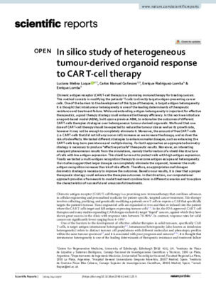 In silico study of heterogeneous tumour-derived organoid response to CAR T-cell therapy