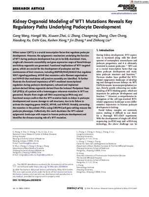 Kidney Organoid Modeling of WT1 Mutations Reveals Key Regulatory Paths Underlying Podocyte Development